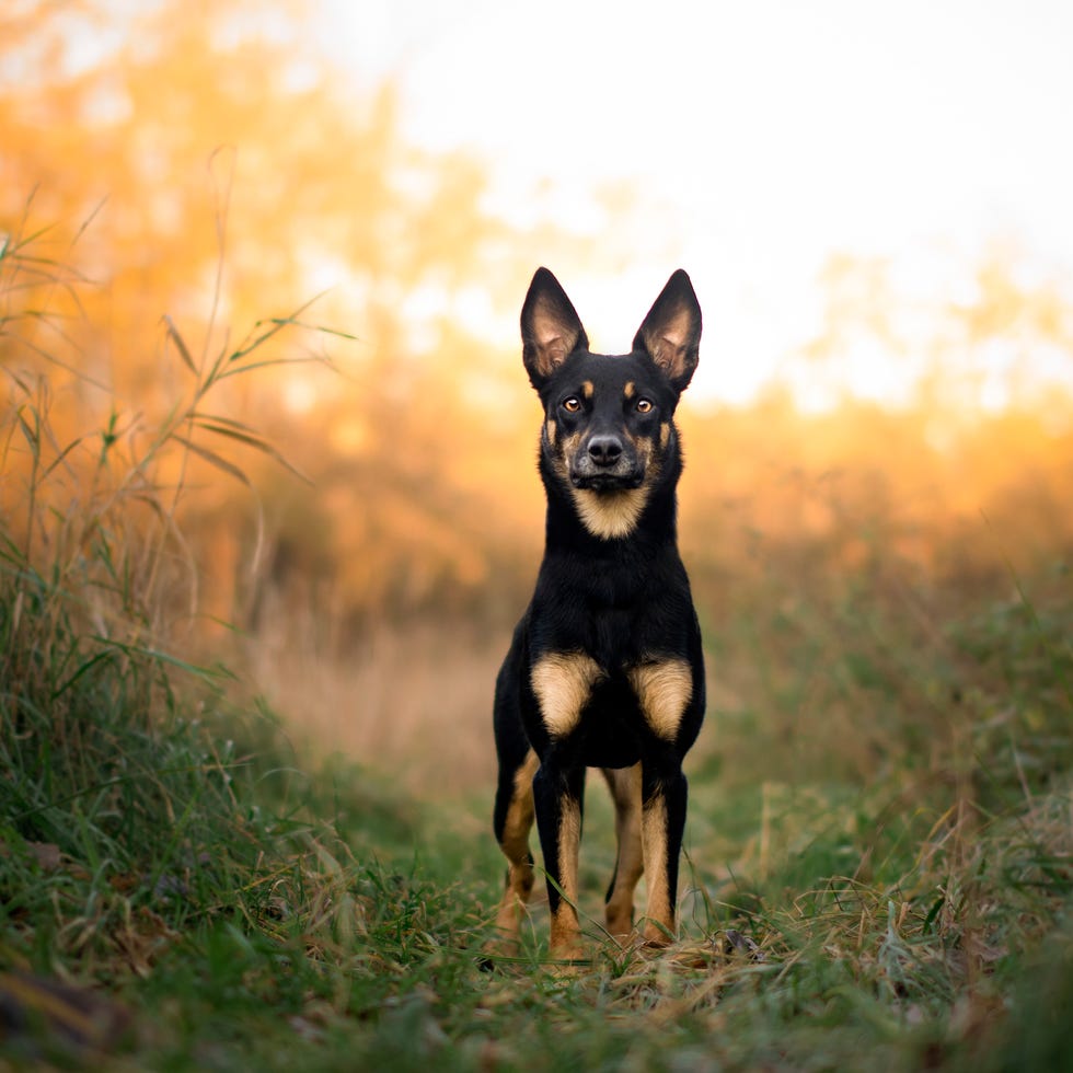15 lesser known dog breeds australian kelpie 15 lesser known dog breeds australian kelpie