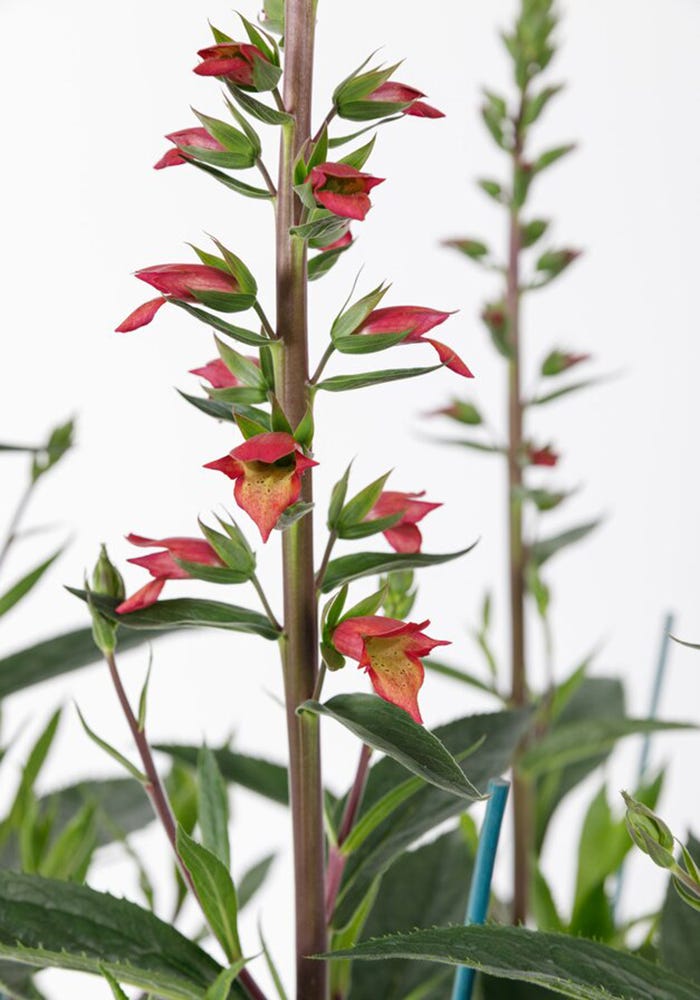 Flower, Flowering plant, Plant, Terrestrial plant, Plant stem, Pedicel, Lobelia, beardtongue, Perennial plant, 