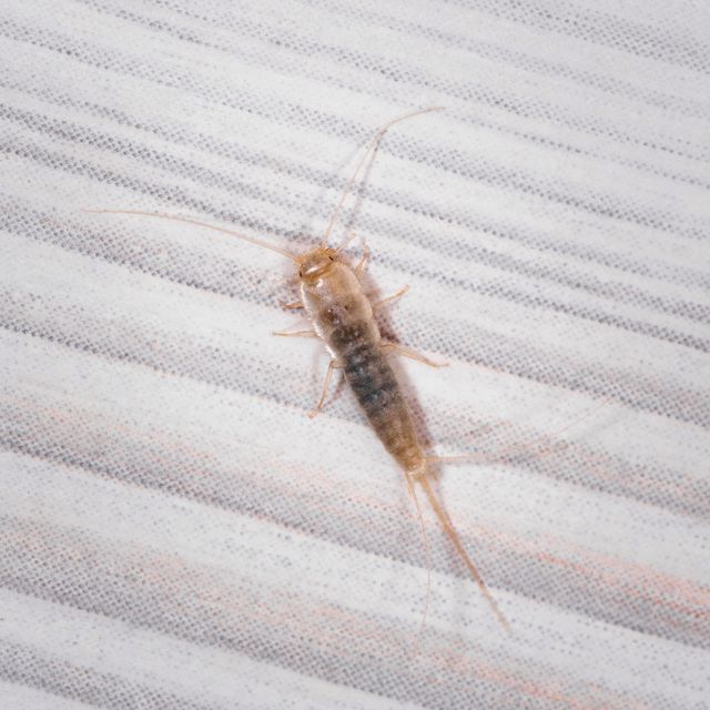 firebrat thermobia domestica, a species of silverfish insect lepisma saccharina in normal habitat