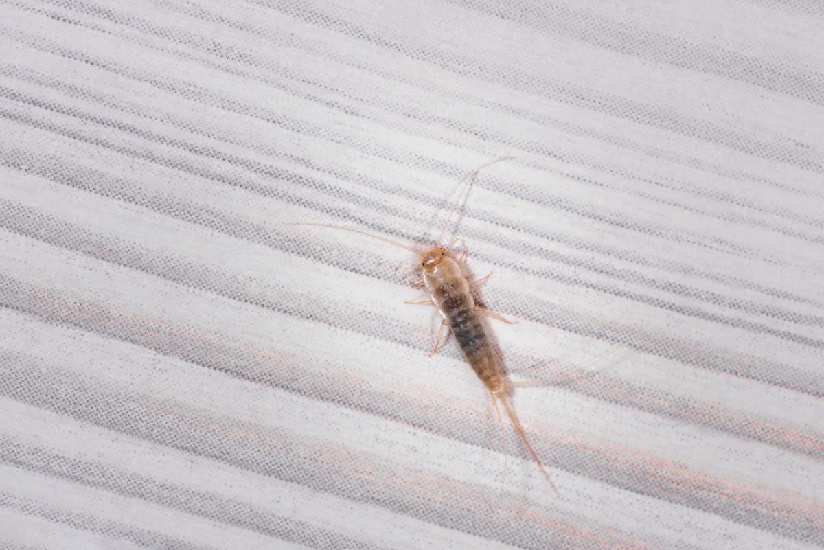 How to Use Boric Acid to Kill Silverfish