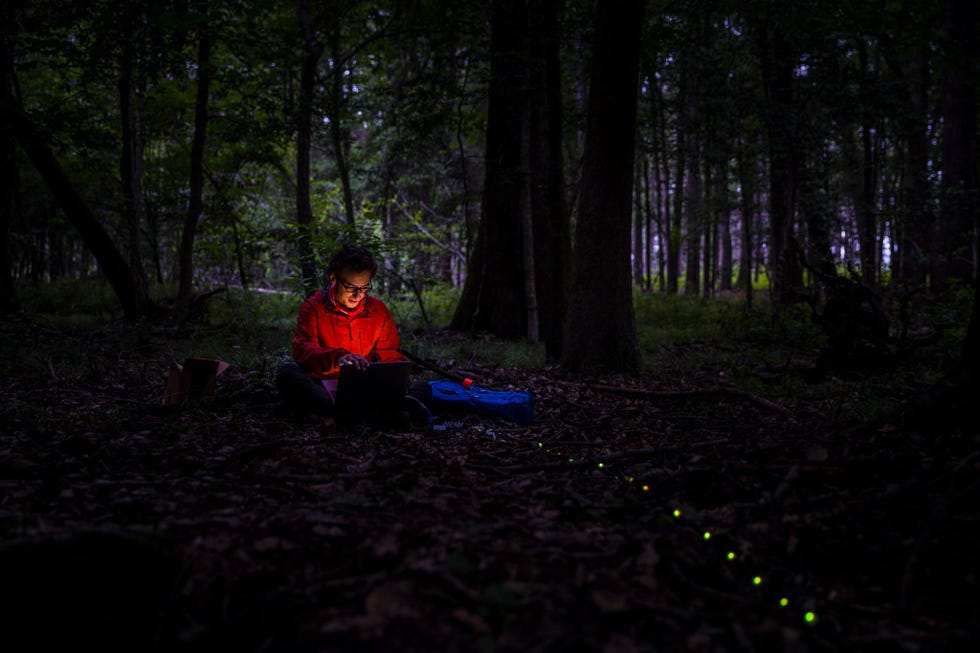 In het Congaree National Park installeert Raphael Sarfati natuurkundige en onderzoeker aan de University of Colorado in Boulder een keten van ledlampen om het tempo en de kleur van het schijnsel dat doorPhoturis frontaliswordt uitgezonden na te bootsen Met videocameras wordt vastgelegd of de vuurvliegjes op de experimentele lichtsignalen reageren