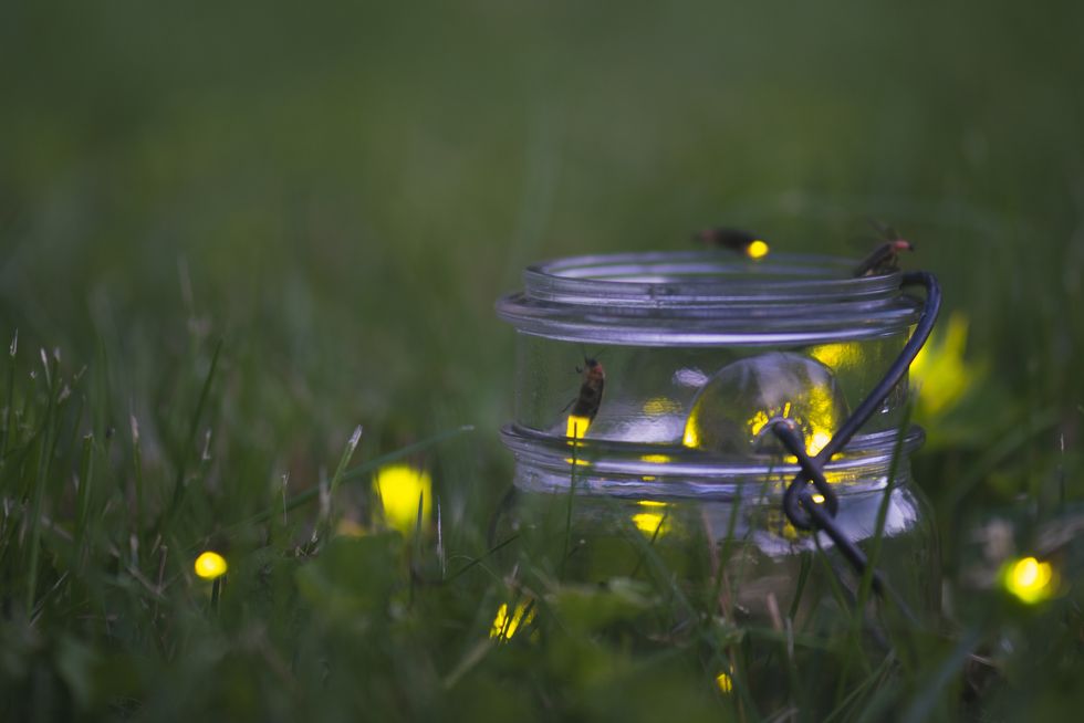 Fireflies in Jar