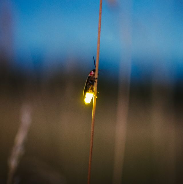 firefly blurred flying at dusk while lighting up