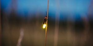 firefly blurred flying at dusk while lighting up