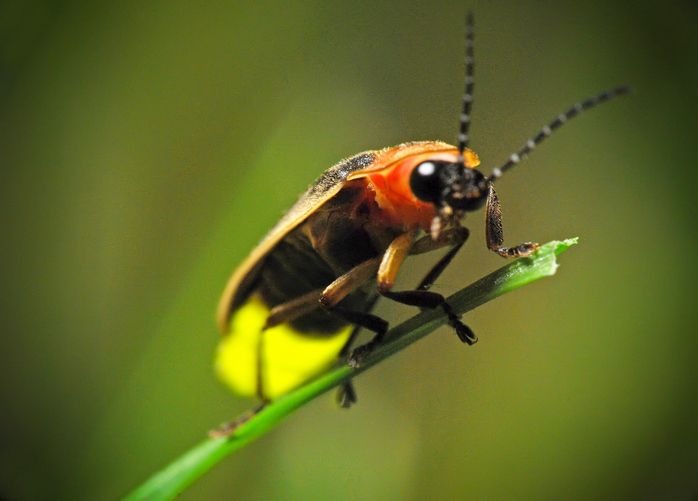 firefly on blade of grass