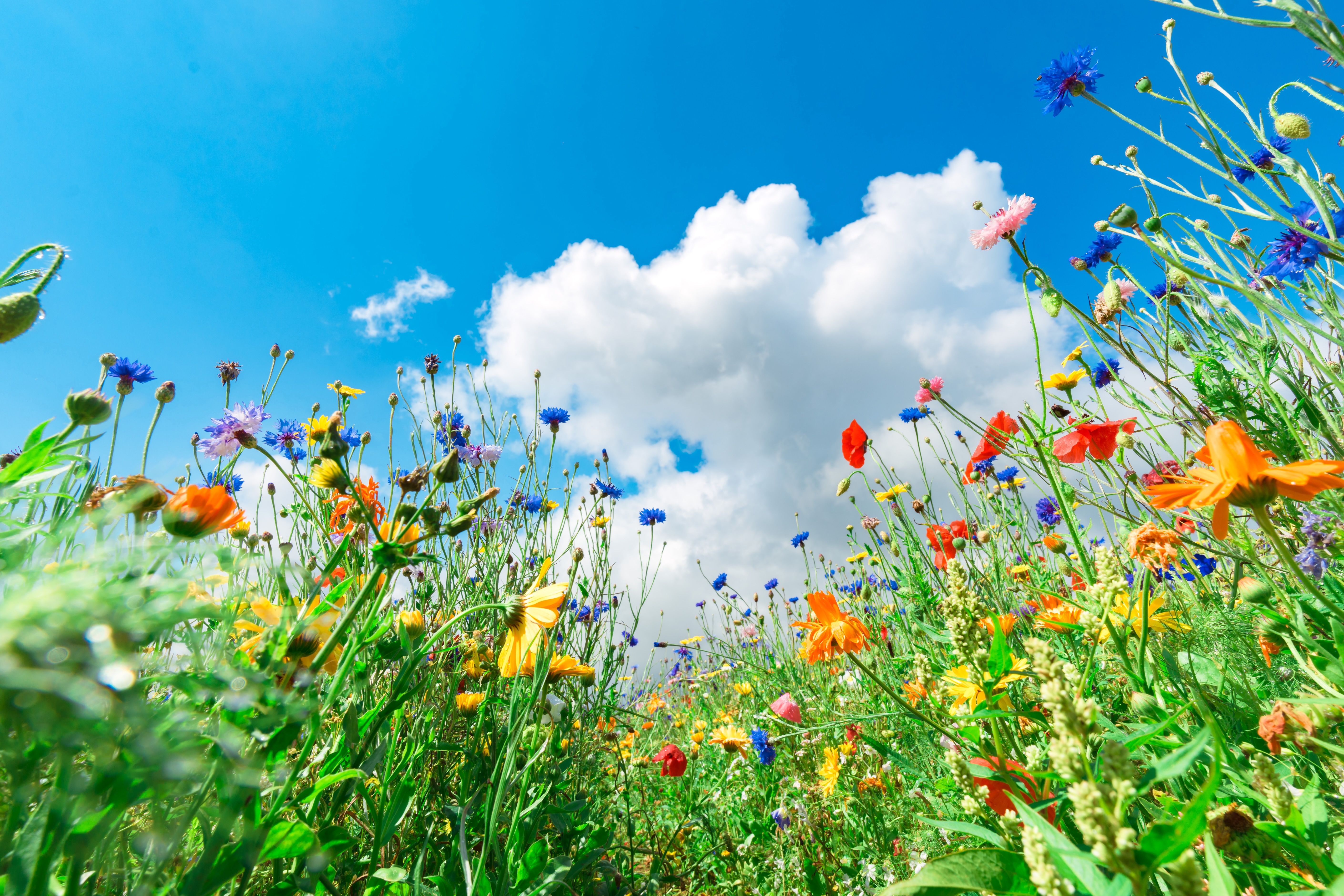 When Is the First Day of Summer 2025?