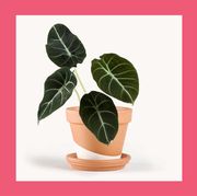 first valentine's day gifts 100 things i love about you journal and alocasia potted plant