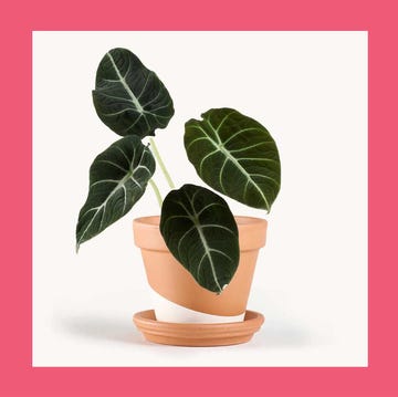 First Valentine's Day Gifts - 100 Things I Love About You Journal and Alocasia Potted Plant first valentine's day gifts 100 things i love about you journal and alocasia potted plant