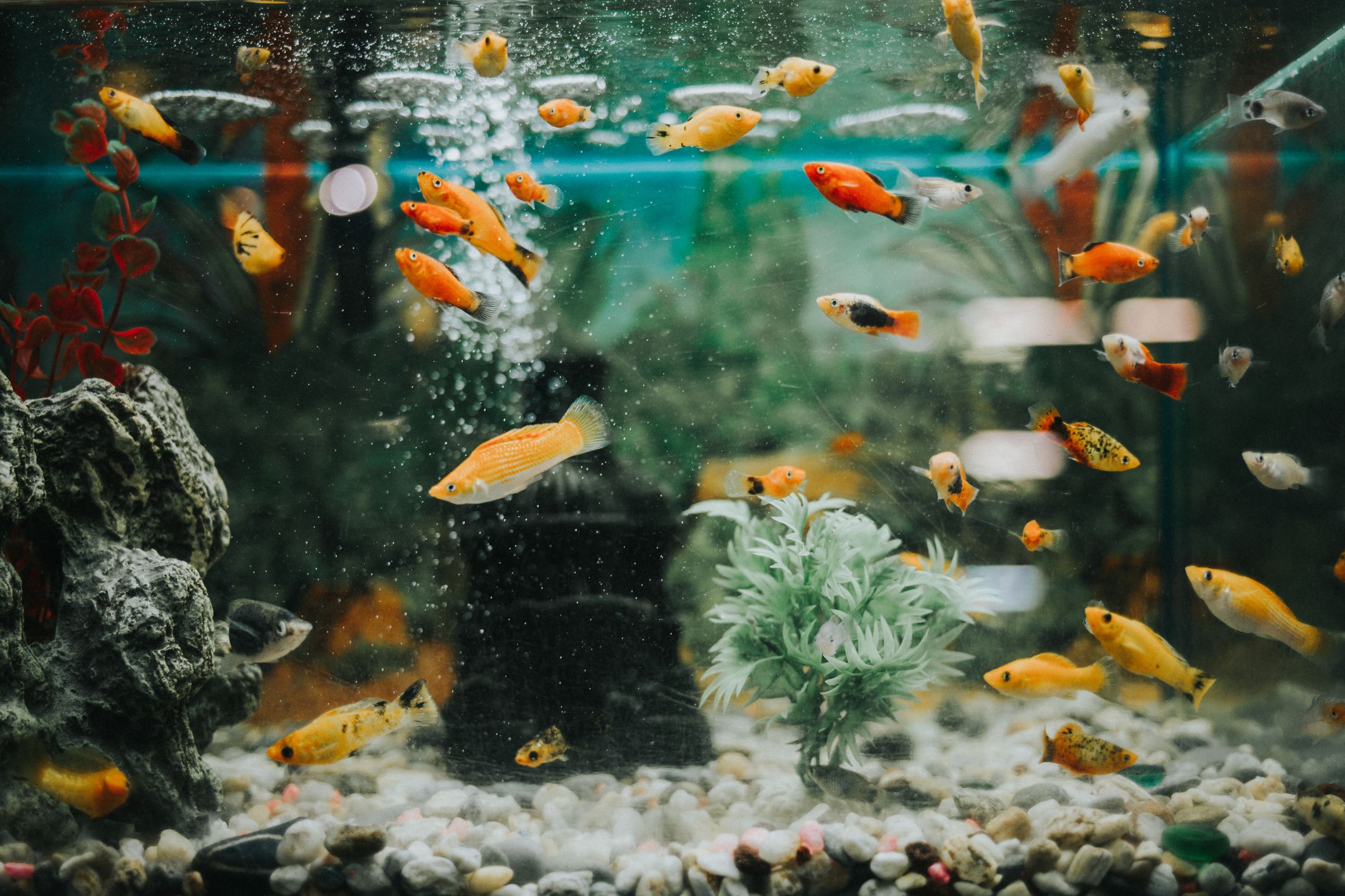 Home Aquarium: A Fish Tank Is Basically Live Art for Your Home—Here's How  to Keep One