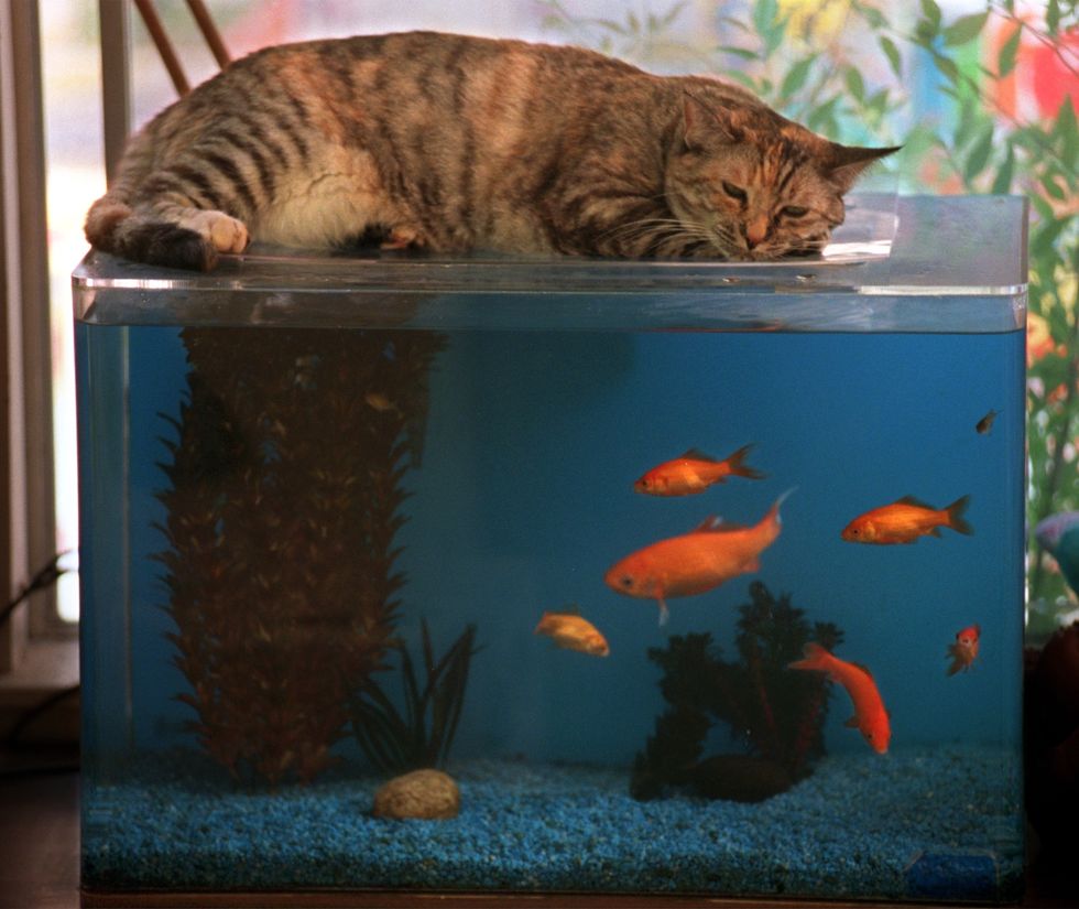 cuddles, a 5 year old cat, adopted by judy shepherd of simi valley, eyes the occupants of a goldfish tank while lying down above itphotoart bymel melcon
