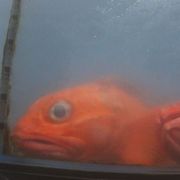 In februari 2022 maakte een dierenbeschermingsorganisatie opnamen van vermeende dierenmishandeling in winkels in San Francisco Op de video waren onder meer overvolle vieze bakken te zien met vissen die er ongezond uitzagen