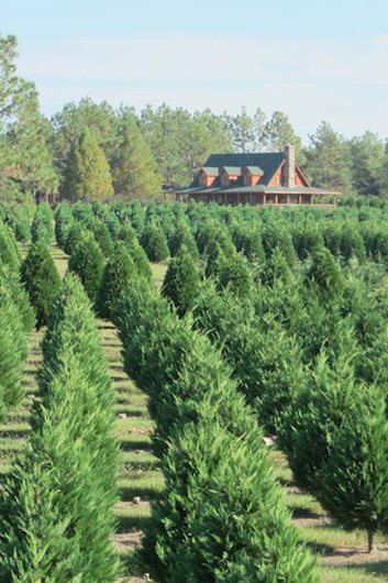 alabama christmas tree farms near me