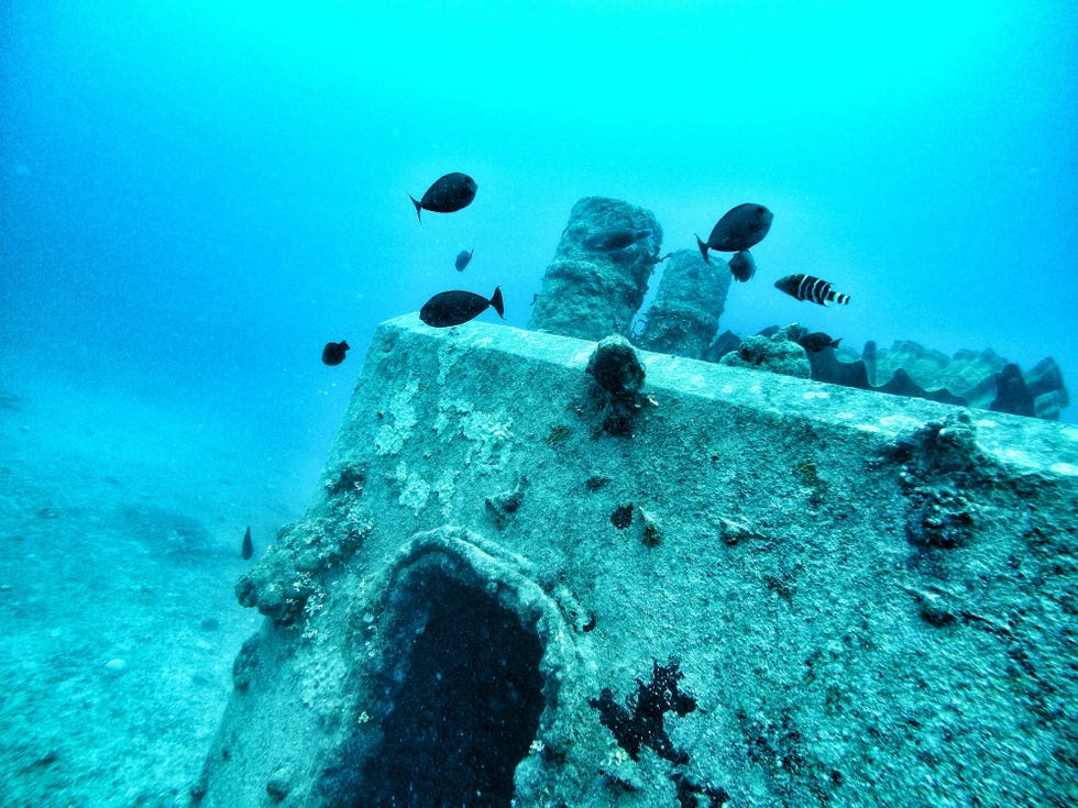 fish swimming undersea