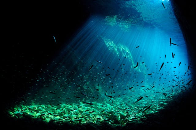 imagen submarina de especies acuáticas en el mar mediterráneo