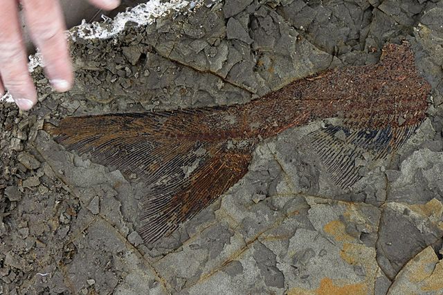 fish fossil tanis