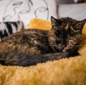 ﻿もうすぐ27歳の誕生日を迎えるイギリス在住の猫「フロッシー」が、「世界最高齢の猫」としてギネス記録に認定されることに。﻿﻿人間に例えると約120歳だという彼女に、ネット上では祝福の声が集まっています。