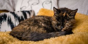 ﻿もうすぐ27歳の誕生日を迎えるイギリス在住の猫「フロッシー」が、「世界最高齢の猫」としてギネス記録に認定されることに。﻿﻿人間に例えると約120歳だという彼女に、ネット上では祝福の声が集まっています。