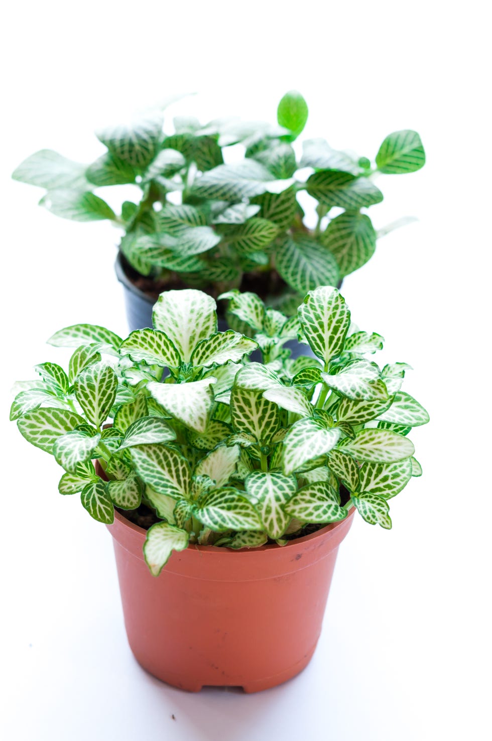 Fittonia white background. Scientific name- Fittonia verschaffel
