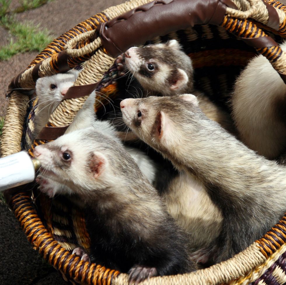 fun facts business group of ferrets