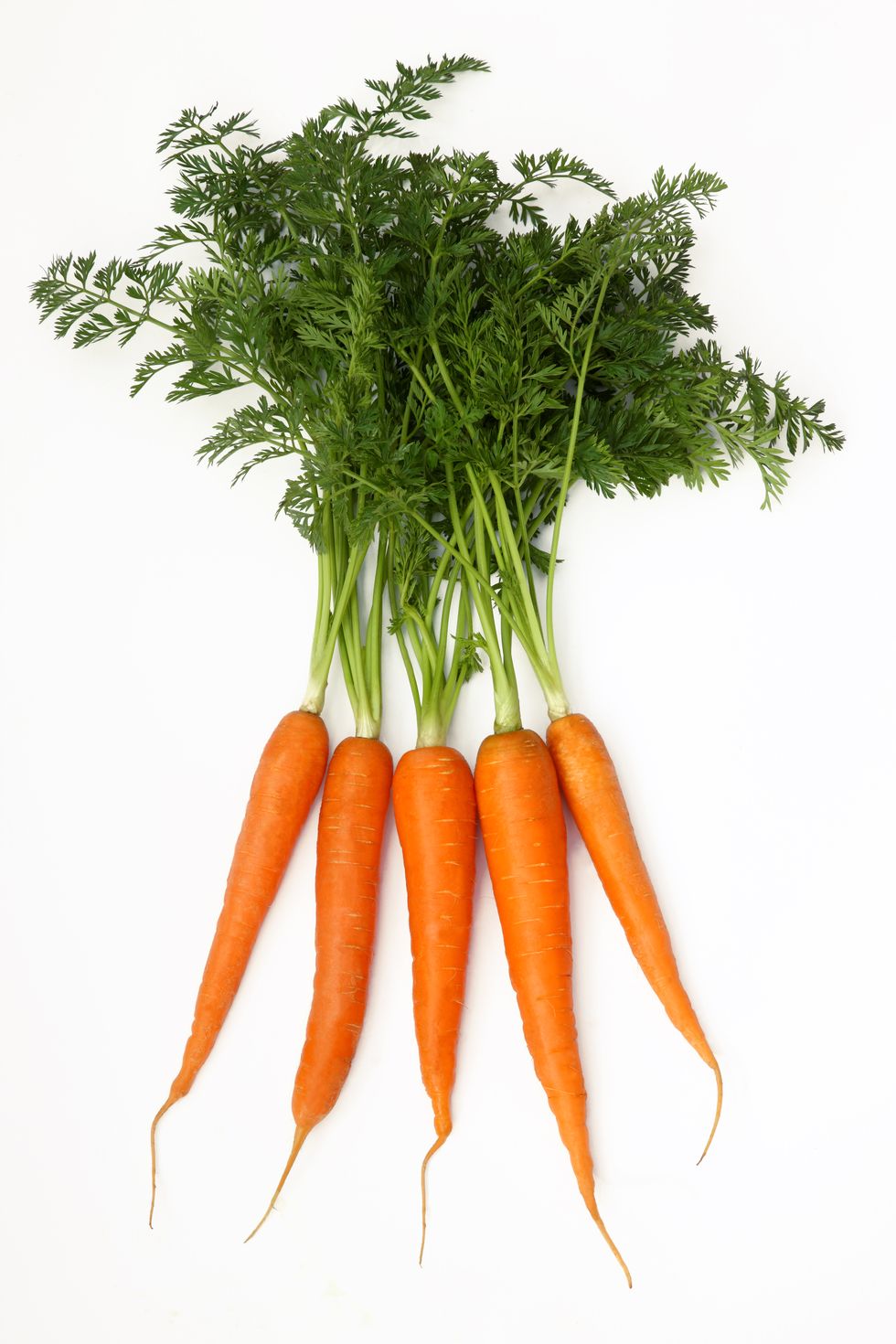 Five fresh organic carrots with green tops.