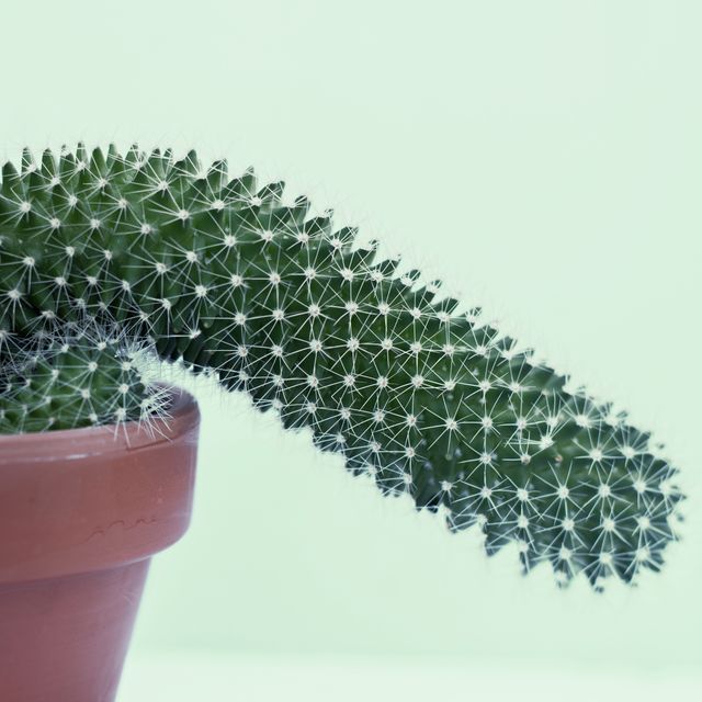 flaccid cactus