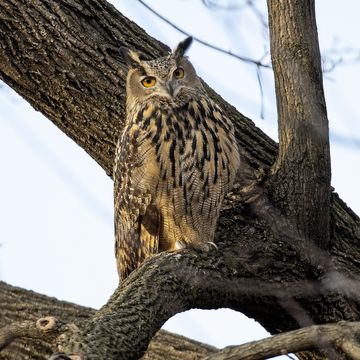 flaco, an escaped eagle owl, remains in central park