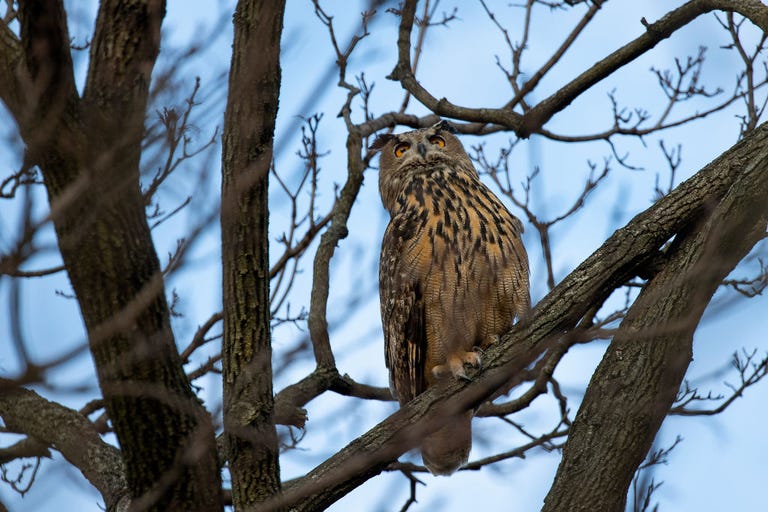 New York Lawmakers Rename Proposed Law in Honor of Flaco the Owl