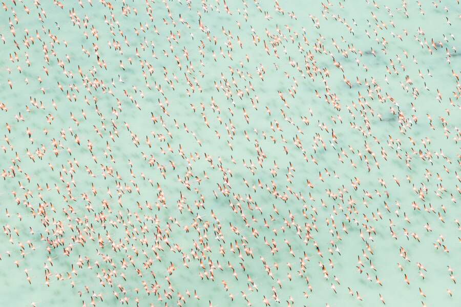 flamingo pond overlook