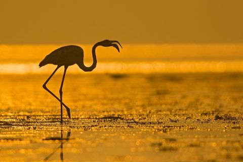 Ik zag deze eenzame flamingo in ondiep water naar voedsel zoeken terwijl de zon achter de horizon opkwam Het zag er van een afstand magisch uit alsof de flamingo goud aan het delven was