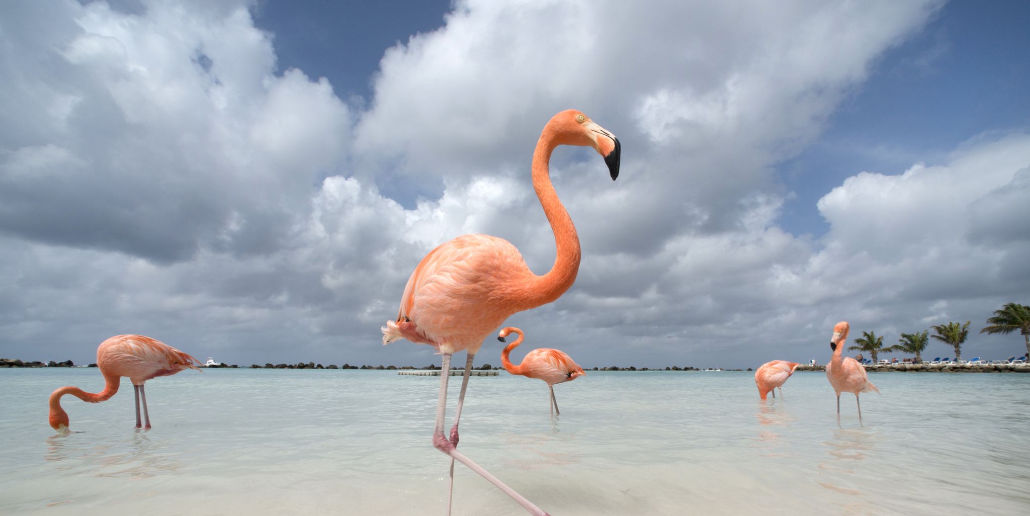 flamingos in flamingos beach aruba