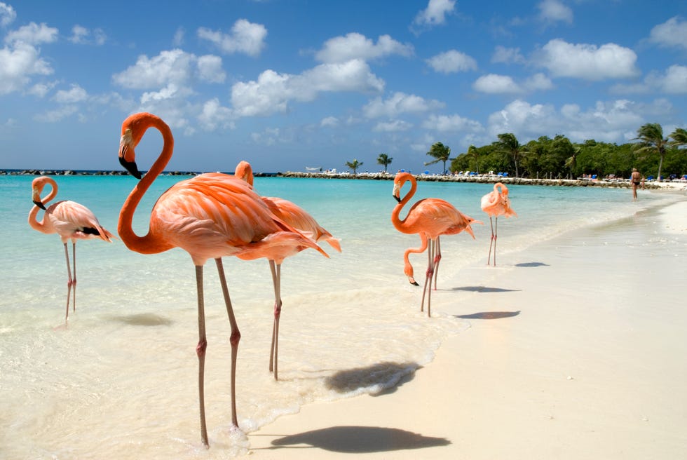 flamingos on the beach