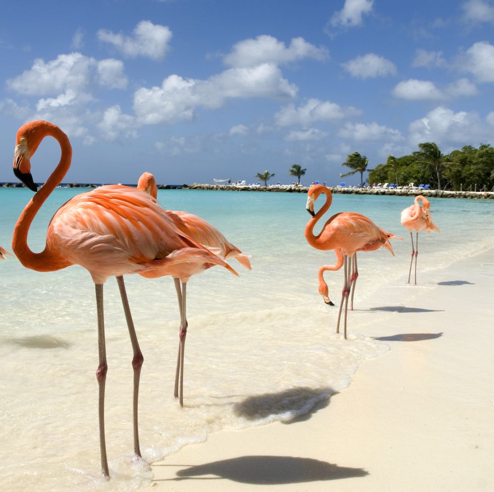 flamingos on the beach