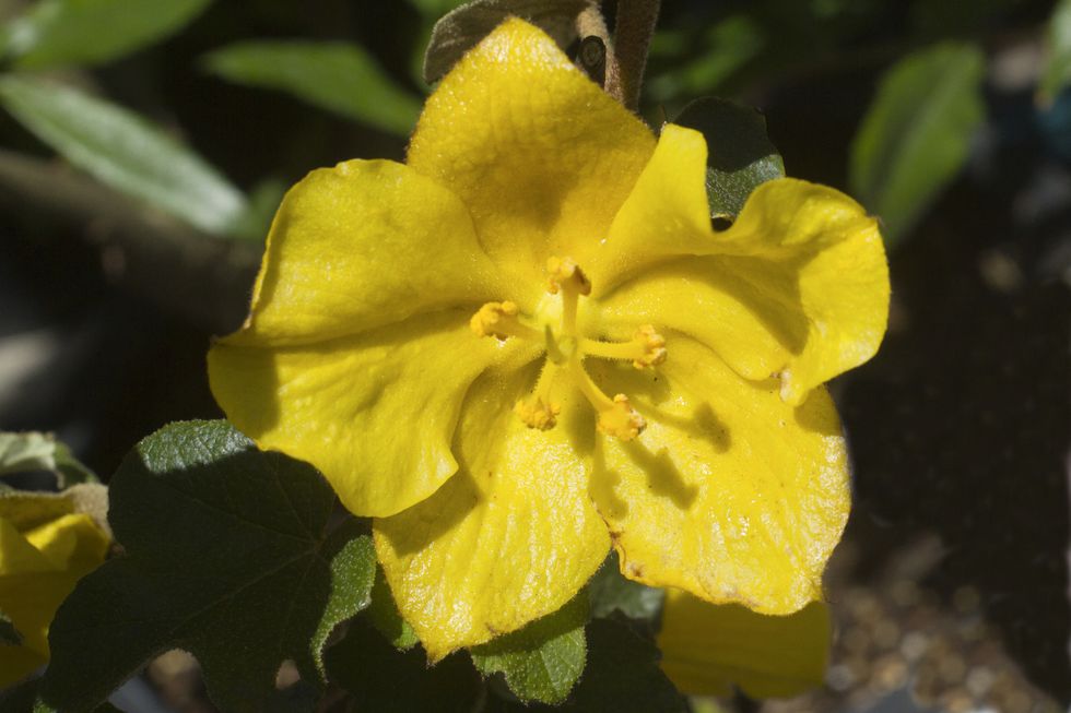 Flannel Bush flower