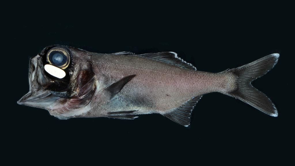 Lantaarnvissen die een helderblauwe gloed verspreiden tijdens het zwemmen hebben hun bioluminescentie te danken aan bacterin die zich in een orgaan onder hun oog bevinden