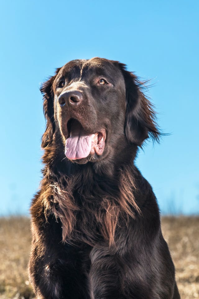 FlatCoated Retrievers Facts, Personality, Life Span