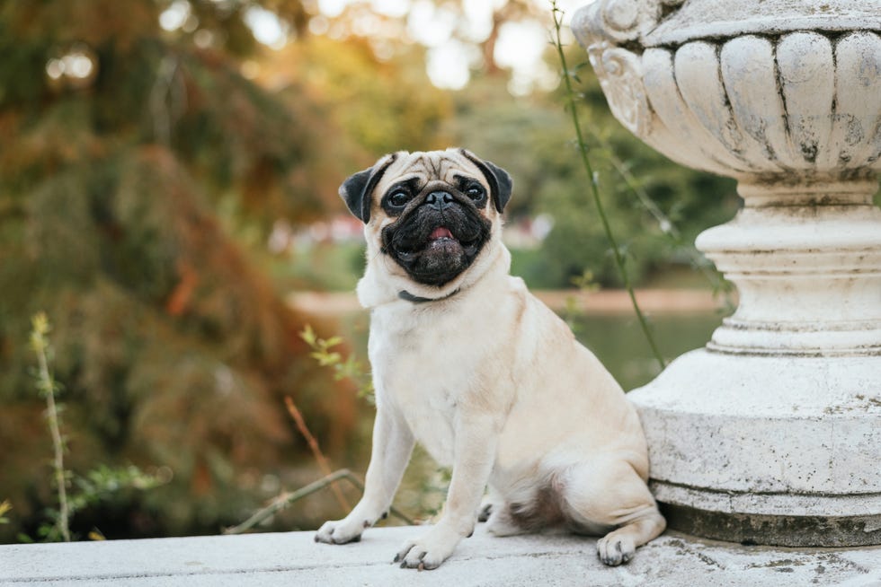 pug outside