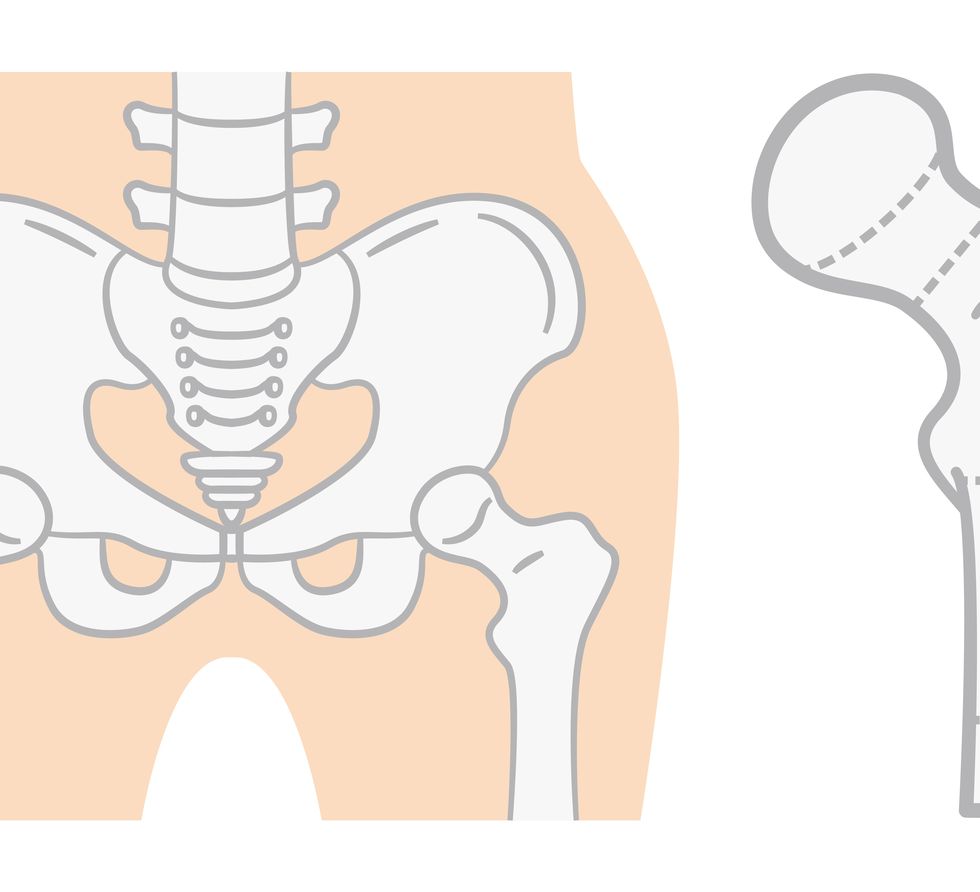flat illustration of the pelvis