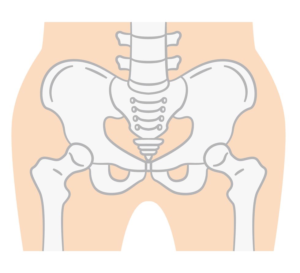 flat illustration of the pelvis