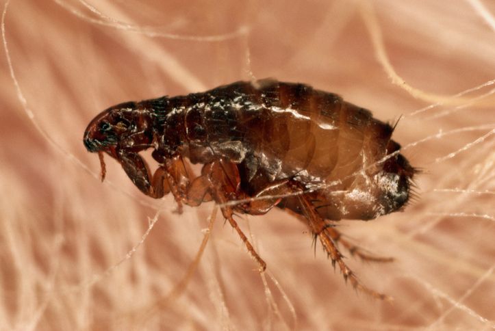 How to Get Rid of Fleas: 9 Ways to Get Rid of Fleas in the Home