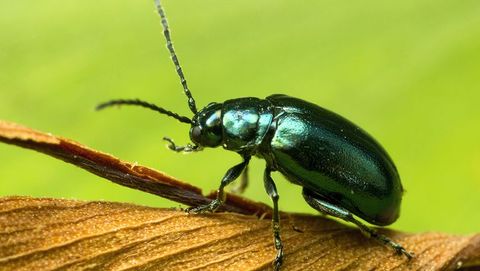 Insect, Invertebrate, Beetle, Leaf beetle, Macro photography, Arthropod, Scarabs, Ground beetle, Pest, Organism, 