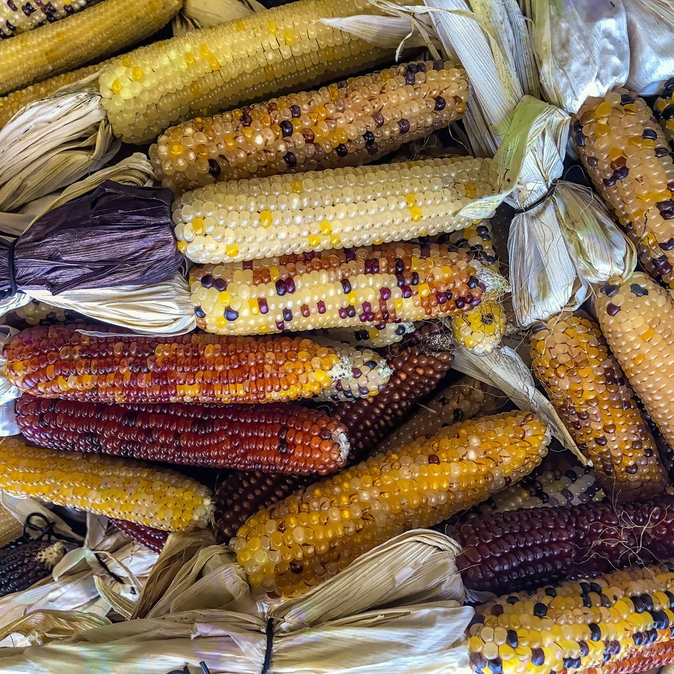 flint corn as outdoor fall decor
