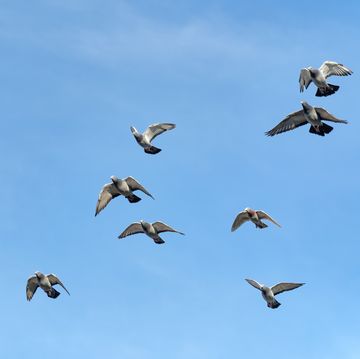 een groep postduiven in de lucht