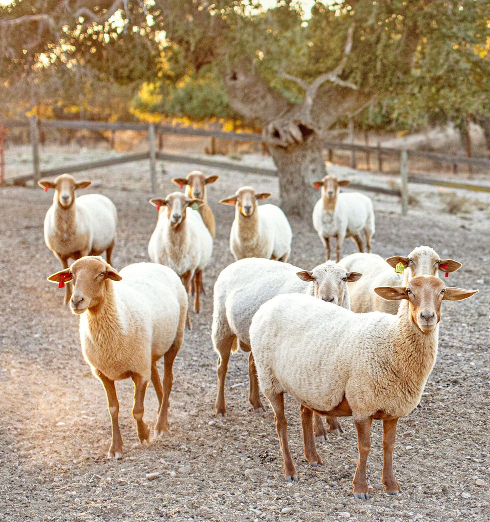 flock of california red sheep