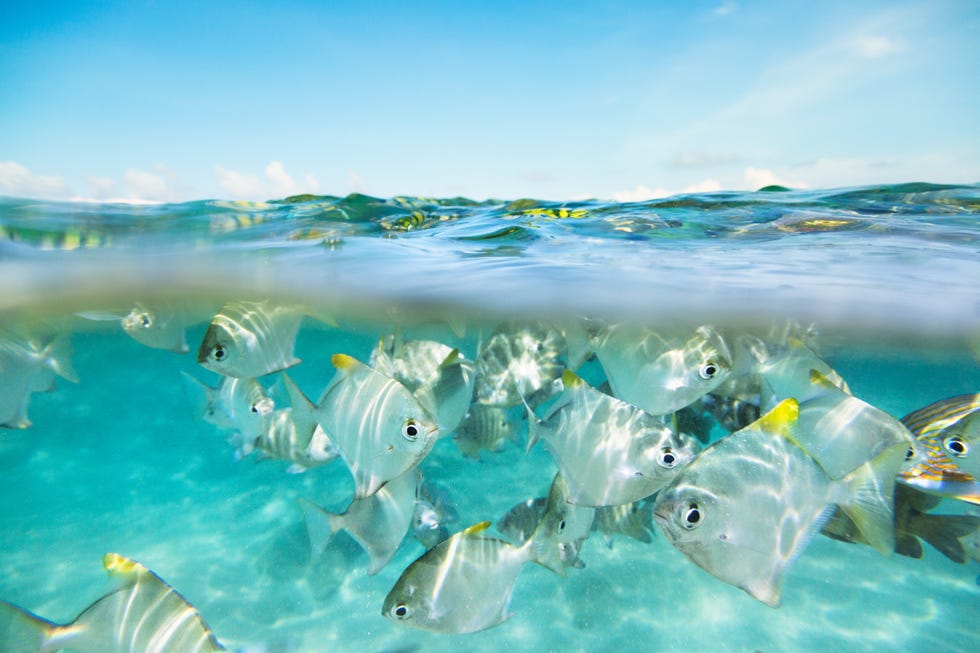 Flock of fish under and above water
