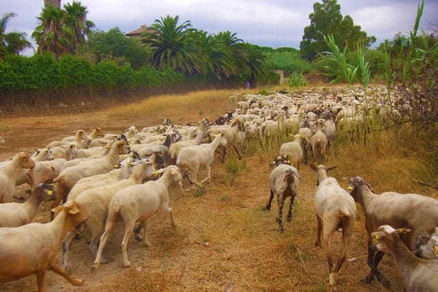 flock of sheep running on field