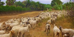 flock of sheep running on field