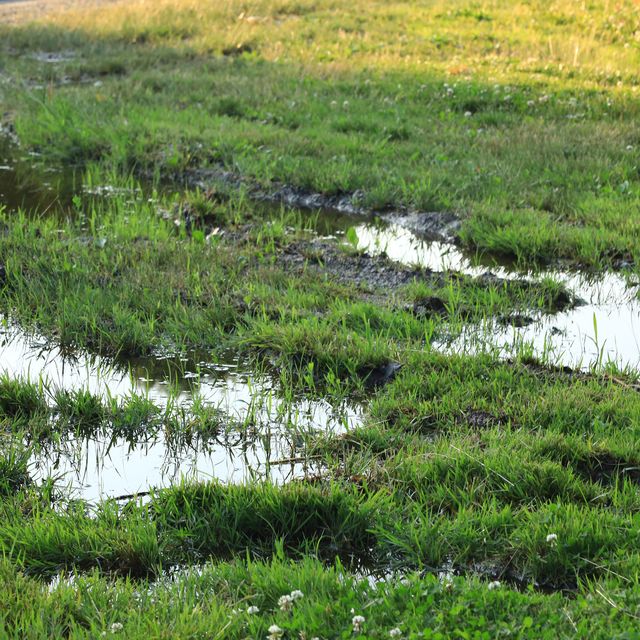 Transform A Waterlogged Lawn With This Simple Draining Trick