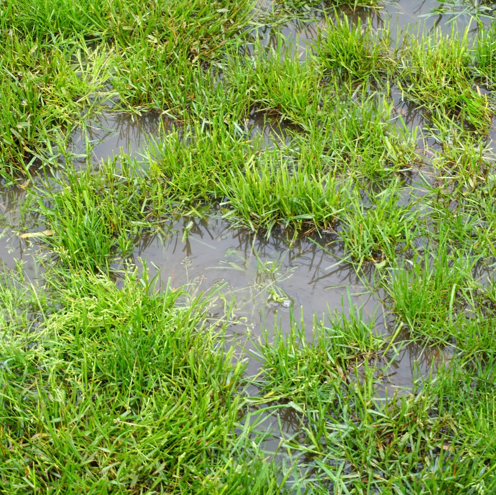 a small pond with grass and weeds