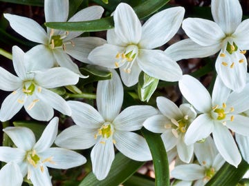 Flowering plant, Flower, Petal, Plant, Prussian asparagus, glory of the snow, paperwhite, Wildflower, Narcissus, Lily family, 