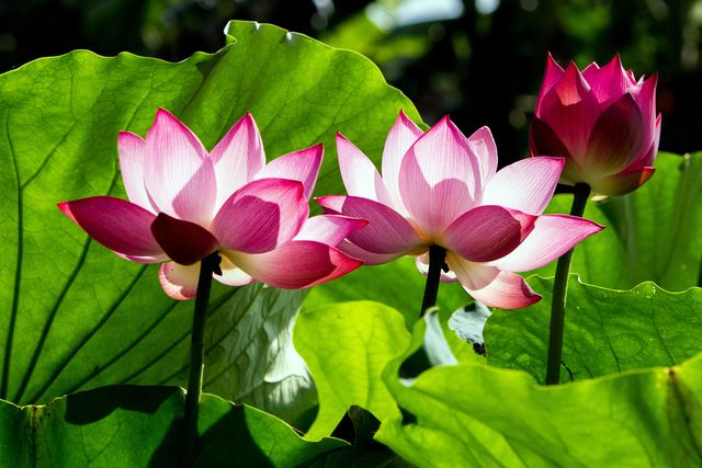 flor de loto, planta acuática